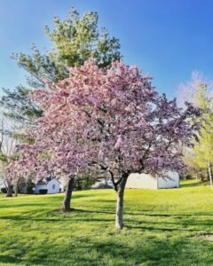 Two healthy trees on a beautiful lawn in Bloomington Indiana
