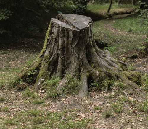 | Anthonys Tree Removal A tree stump ready for removal by Anthony's Tree Removal