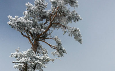 Why It Is OK To Trim And Remove Trees in Winter