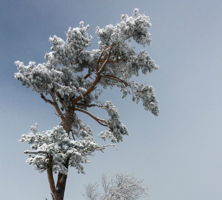 Frozen Tree - Tree Removal in Winter and Why It Is A Good Idea - Anthonys Tree Removal