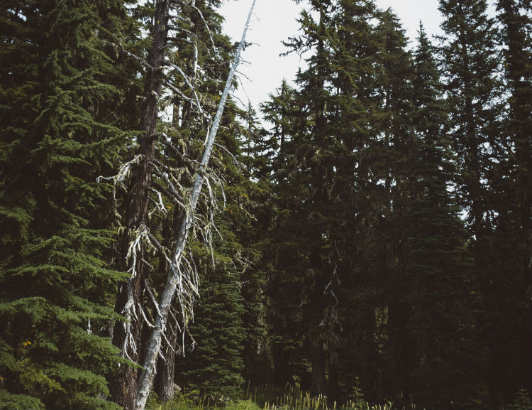 Signs that a tree on your property is dead