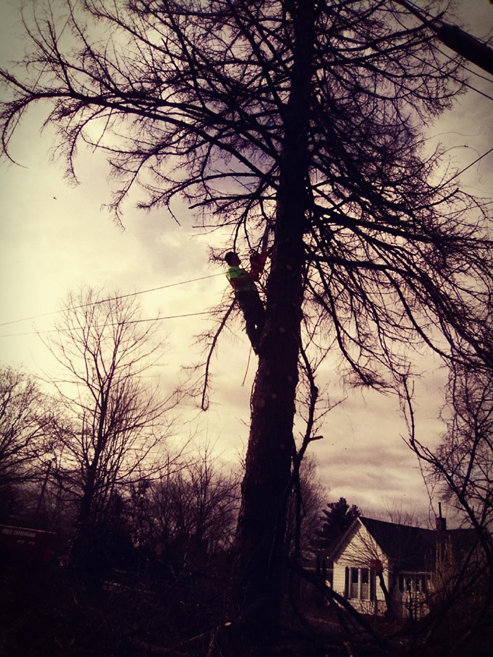 | Anthonys Tree Removal Anthonys Lawn Care - Tree Service Image