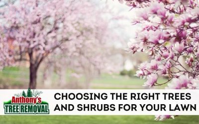 Choosing the Right Trees and Shrubs For Your Yard