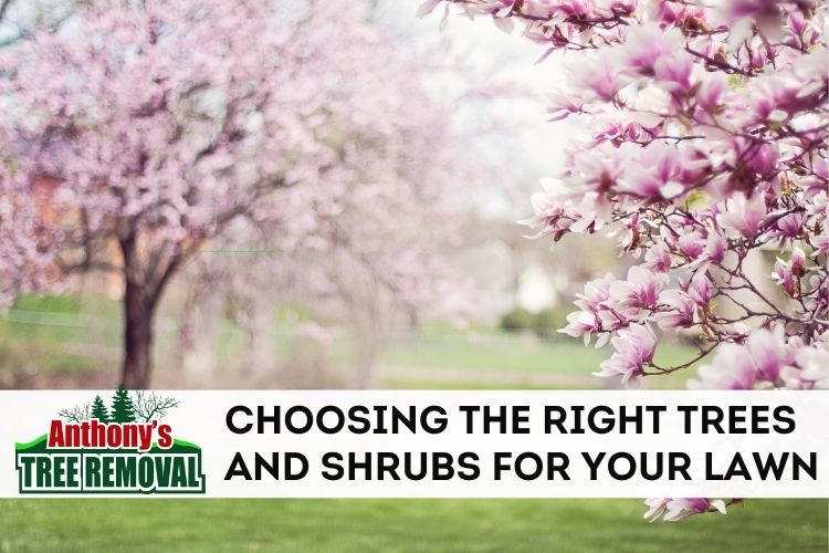 Choosing the Right Trees and Shrubs For Your Yard