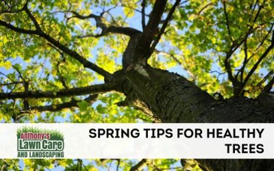 Spring Tips for Healthy Trees