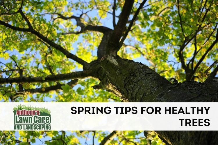 Spring Tips for Healthy Trees