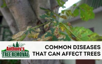 Common Diseases That Can Damage or Kill Your Trees