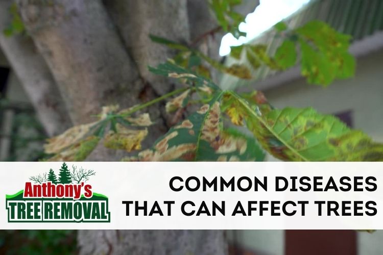 Common Diseases That Can Damage or Kill Your Trees