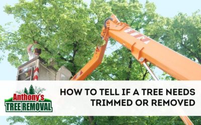 How to Tell if a Tree Needs to Be Trimmed or Removed