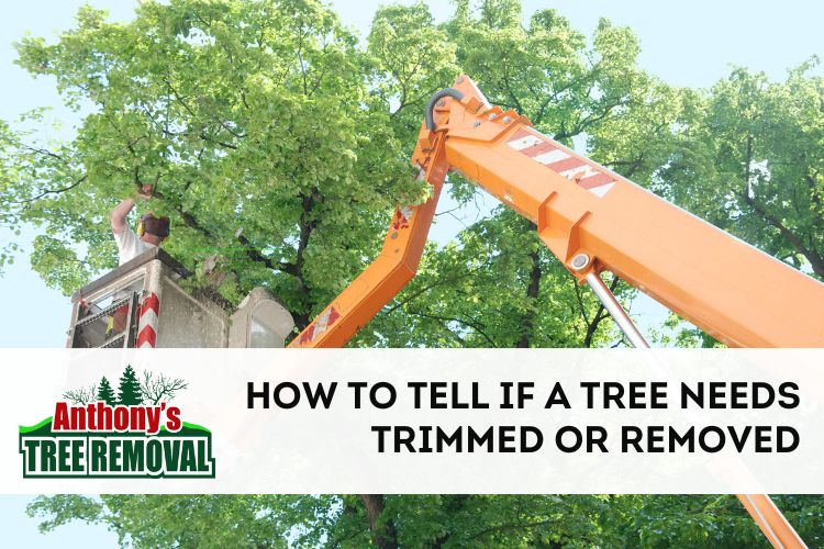 How to Tell if a Tree Needs to Be Trimmed or Removed