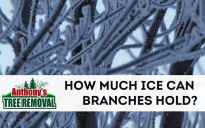 How Much Ice Can A Branch Hold Before Breaking?