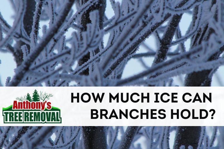 How Much Ice can a Branch Hold Before Breaking