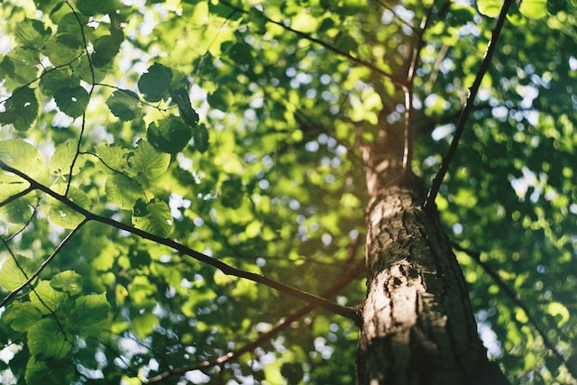 Everything You Need to Know to Prepare for Fall & Winter Tree Trimming