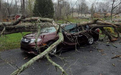 Storm-Damaged Trees in Bloomington: A Guide