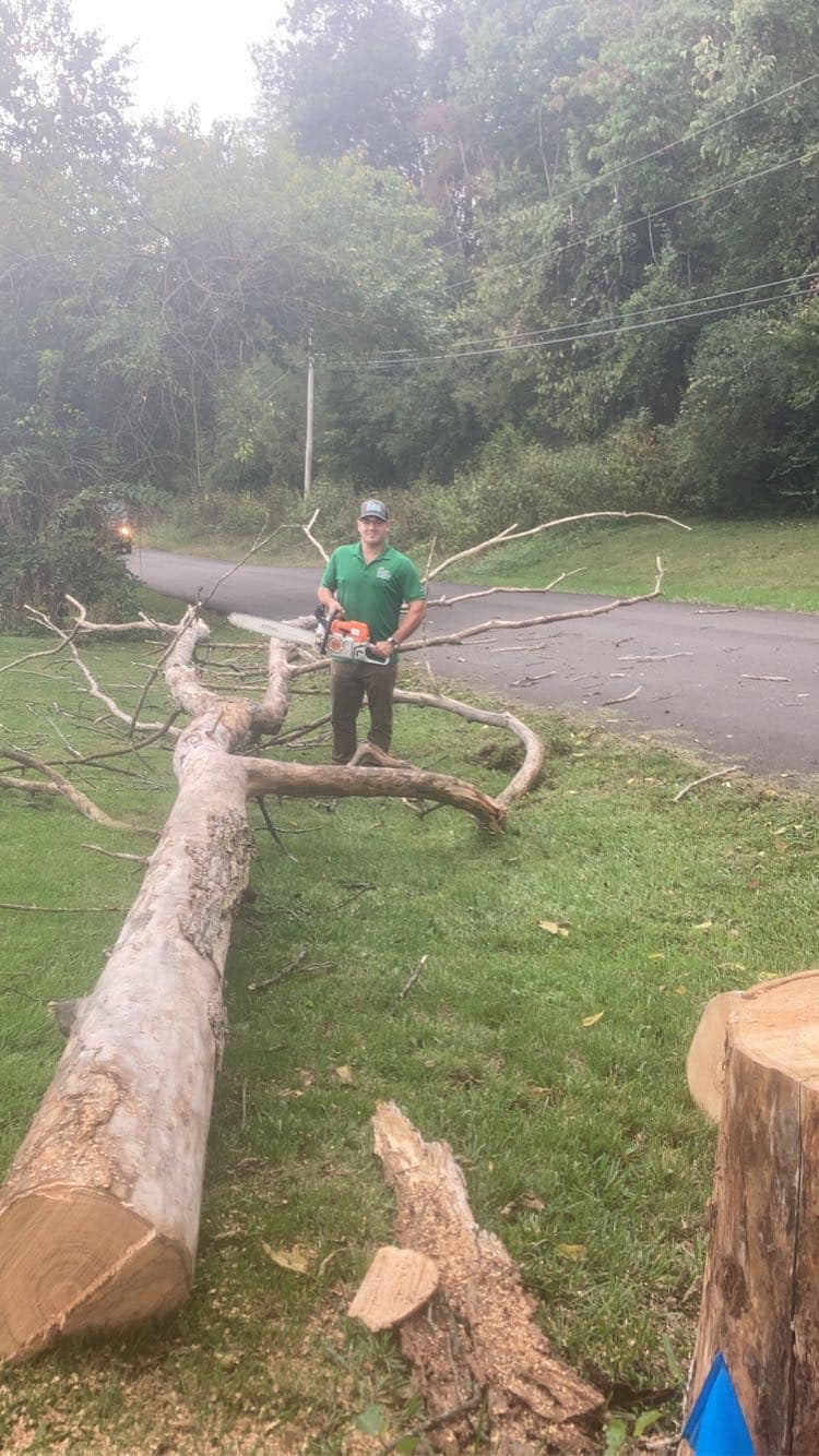 How Much Does Tree Removal Cost in Indiana? | Anthonys Tree Removal