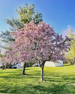 | Anthonys Tree Removal Two healthy trees on a beautiful lawn in Bloomington Indiana