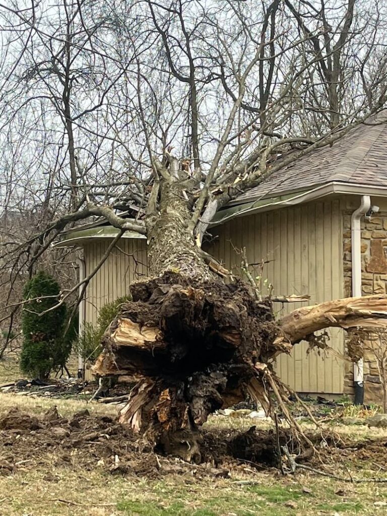How Much Does Tree Removal Cost in Indiana? 2 Tree fallen into house, call Anthony's Tree Removal