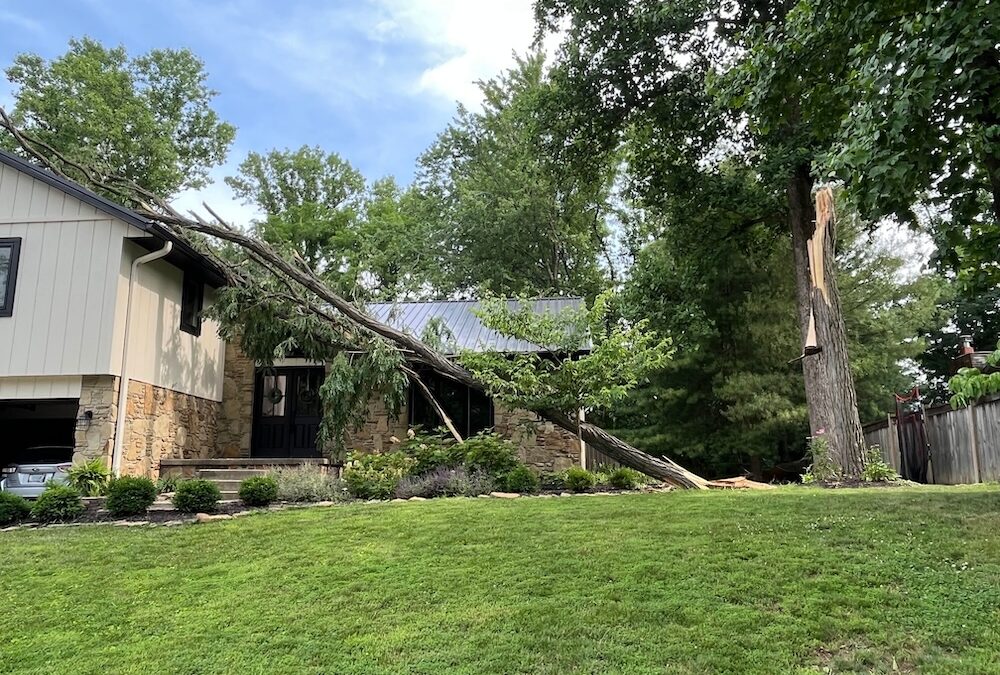 Emergency Guide: What To Do When a Tree Falls on Your House 